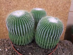 Eriocactus leninghausii inermis 3ks, květináč 13 cm - 12415796