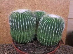 Eriocactus leninghausii inermis 3ks, květináč 13 cm - 12415797