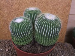 Eriocactus leninghausii inermis 3ks, květináč 13 cm - 12415799