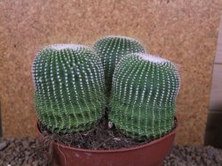 Eriocactus leninghausii inermis 3ks, květináč 13 cm - 12415800