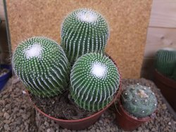 Eriocactus leninghausii inermis 3ks, květináč 13 cm - 12415801