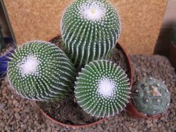 Eriocactus leninghausii inermis 3ks, květináč 13 cm - 12415802