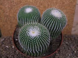 Eriocactus leninghausii inermis 3ks, květináč 13 cm