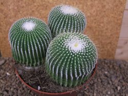 Eriocactus leninghausii inermis 3ks, květináč 13 cm - 12415804