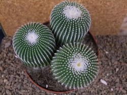 Eriocactus leninghausii inermis 3ks, květináč 13 cm - 12415805