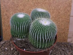 Eriocactus leninghausii inermis 3ks, květináč 13 cm - 12415806
