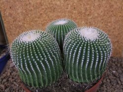 Eriocactus leninghausii inermis 3ks, květináč 13 cm - 12415807