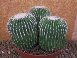 Eriocactus leninghausii inermis 3ks, květináč 13 cm - 12415808