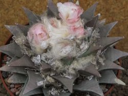 Ariocarpus retusus XXL, květináč 12 cm cites IA - 12415809