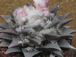 Ariocarpus retusus XXL, květináč 12 cm cites IA