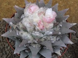 Ariocarpus retusus XXL, květináč 12 cm cites IA - 12415811