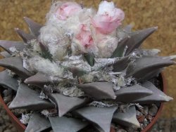 Ariocarpus retusus XXL, květináč 12 cm cites IA - 12415812