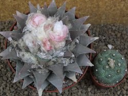 Ariocarpus retusus XXL, květináč 12 cm cites IA - 12415813