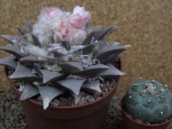 Ariocarpus retusus XXL, květináč 12 cm cites IA - 12415814