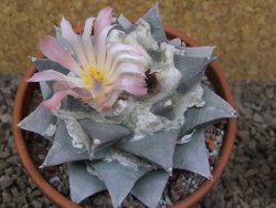 Ariocarpus retusus XL, květináč 9 cm cites IA