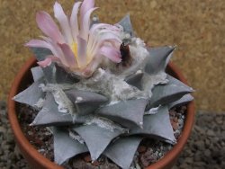 Ariocarpus retusus XL, květináč 9 cm cites IA - 12415816