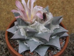 Ariocarpus retusus XL, květináč 9 cm cites IA - 12415817