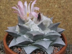 Ariocarpus retusus XL, květináč 9 cm cites IA - 12415818