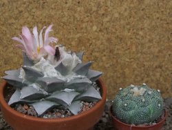 Ariocarpus retusus XL, květináč 9 cm cites IA - 12415819