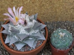 Ariocarpus retusus XL, květináč 9 cm cites IA - 12415820