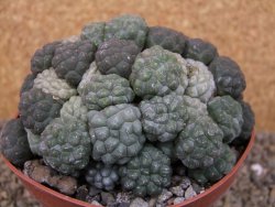 Puna bonniae inermis XXL, květináč 12 cm Grafted