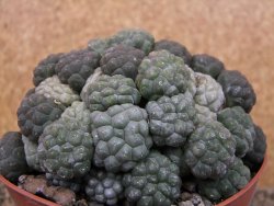 Puna bonniae inermis XXL, květináč 12 cm Grafted - 12415824