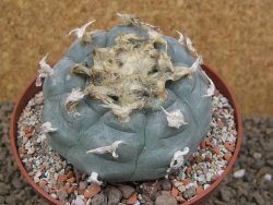 Lophophora williamsii květináč 12 cm