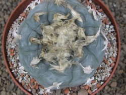 Lophophora williamsii květináč 12 cm - 12415829