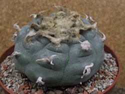 Lophophora williamsii květináč 12 cm - 12415830