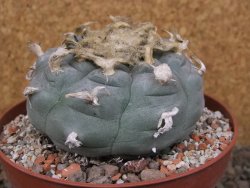 Lophophora williamsii květináč 12 cm - 12415831