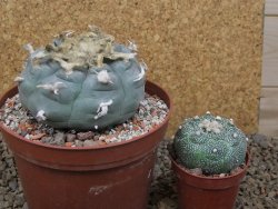 Lophophora williamsii květináč 12 cm - 12415832
