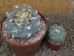 Lophophora williamsii květináč 12 cm - 12415833