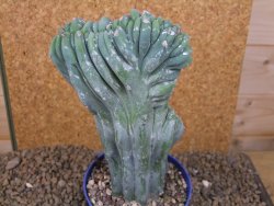 Myrtilocactus geometrizans cristata V 15 cm