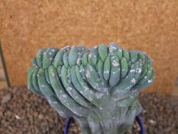 Myrtilocactus geometrizans cristata V 15 cm - 12415836