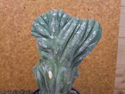 Myrtilocactus geometrizans cristata V 15 cm - 12415837