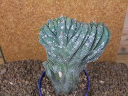 Myrtilocactus geometrizans cristata V 15 cm - 12415838