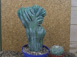 Myrtilocactus geometrizans cristata V 15 cm - 12415842