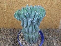 Myrtilocactus geometrizans cristata V 17 cm - 12415845