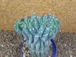 Myrtilocactus geometrizans cristata V 17 cm - 12415846