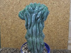 Myrtilocactus geometrizans cristata V 17 cm - 12415847