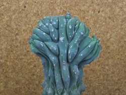 Myrtilocactus geometrizans cristata V 17 cm - 12415848