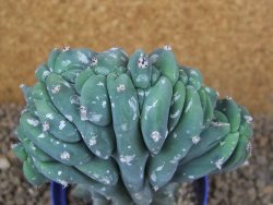 Myrtilocactus geometrizans cristata V 17 cm - 12415850