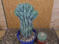 Myrtilocactus geometrizans cristata V 17 cm - 12415852
