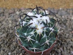 Coryphantha tripugionacantha PP1012 Tepetatita Zac. květináč 5,5 cm - 12415853