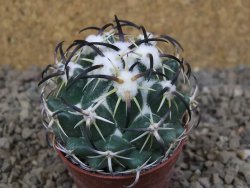 Coryphantha tripugionacantha PP1012 Tepetatita Zac. květináč 5,5 cm - 12415854