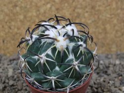 Coryphantha tripugionacantha PP1012 Tepetatita Zac. květináč 5,5 cm