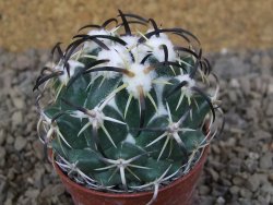 Coryphantha tripugionacantha PP1012 Tepetatita Zac. květináč 5,5 cm - 12415856