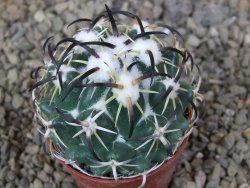 Coryphantha tripugionacantha PP1012 Tepetatita Zac. květináč 5,5 cm - 12415857