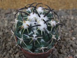 Coryphantha tripugionacantha PP1012 Tepetatita Zac. květináč 5,5 cm - 12415858