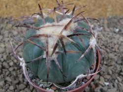 Echinocactus horizonthalonius IDD049/03 Jacales, pot 6,5 cm - 12415859